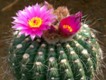 Notocactus_uebelmannianus